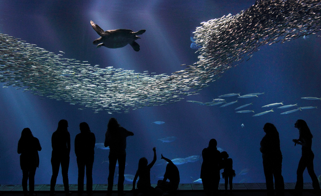 Monterey Bay Aquarium - Open Sea Exhibit, Monterey, California. © Monterey Bay Aquarium/Randy Wilder. The back of the tank disappears into the darkness as light is deliberately kept off the back wall and the color of the tile wall changes to a deep blue.